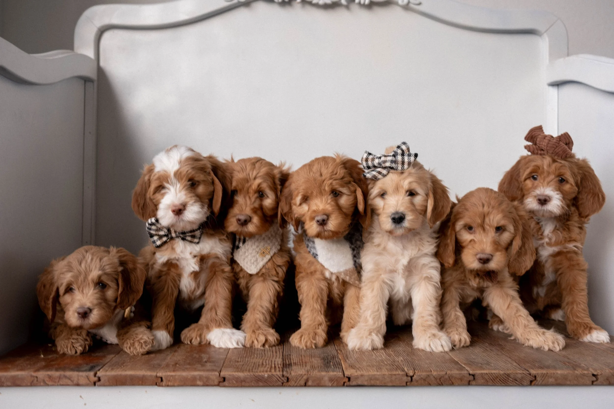 Past Litters in Phoenix, AZ | Daisy Mountain Doodles